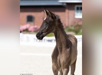Trakehner, Stallion, 1 year, Black