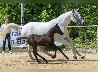 Trakehner, Stallion, 1 year, Black