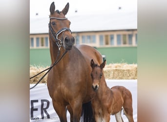 Trakehner, Stallion, 1 year, Brown
