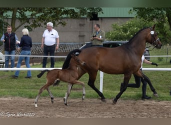 Trakehner, Stallion, 1 year, Brown