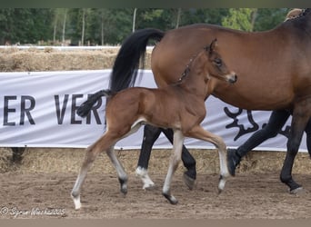 Trakehner, Stallion, 1 year, Brown