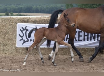 Trakehner, Stallion, 1 year, Brown