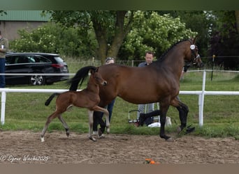 Trakehner, Stallion, 1 year, Brown