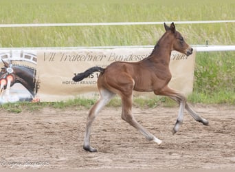 Trakehner, Stallion, 1 year, Brown
