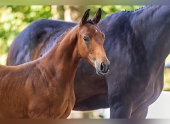 Trakehner, Stallion, 1 year, Brown