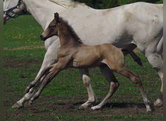 Trakehner, Stallion, 1 year, Buckskin