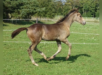 Trakehner, Stallion, 1 year, Buckskin