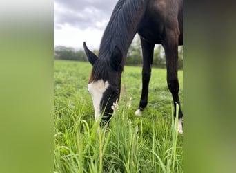 Trakehner, Stallion, 1 year, Can be white