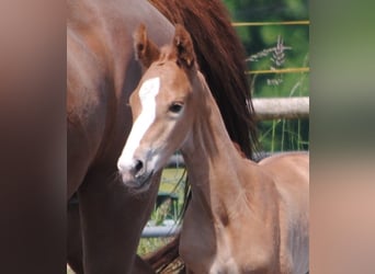 Trakehner, Stallion, 1 year, Chestnut