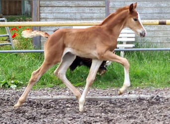 Trakehner, Stallion, 1 year, Chestnut-Red