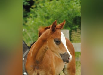 Trakehner, Stallion, 1 year, Chestnut-Red