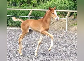 Trakehner, Stallion, 1 year, Chestnut-Red