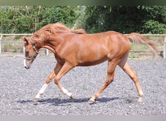 Trakehner, Stallion, 1 year, Chestnut-Red