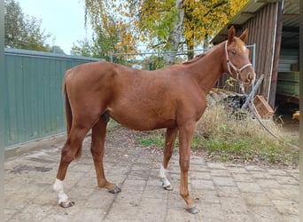 Trakehner, Stallion, 1 year, Chestnut-Red