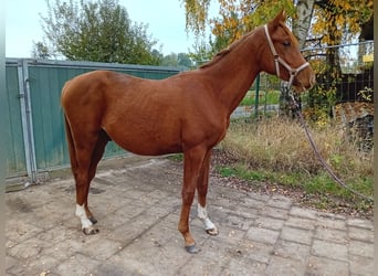 Trakehner, Stallion, 1 year, Chestnut-Red