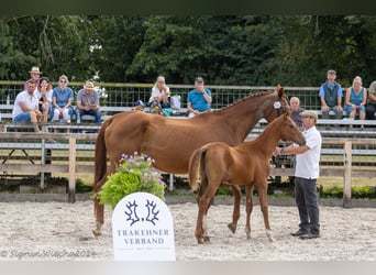 Trakehner, Stallion, 1 year