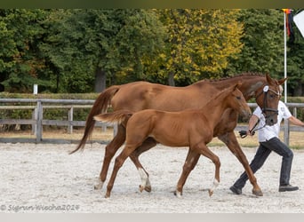 Trakehner, Stallion, 1 year
