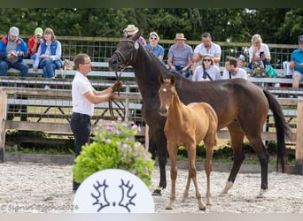 Trakehner, Stallion, 1 year