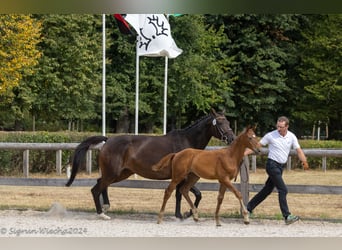 Trakehner, Stallion, 1 year