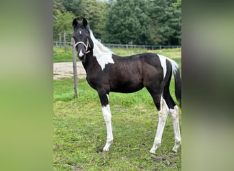 Trakehner, Stallion, 1 year, Pinto