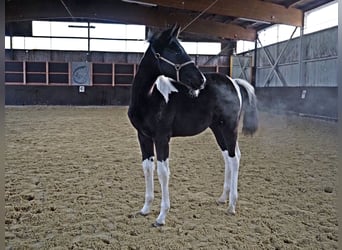 Trakehner, Stallion, 1 year, Pinto