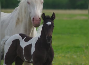Trakehner, Stallion, 1 year, Pinto