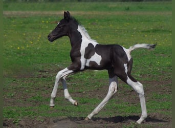 Trakehner, Stallion, 1 year, Pinto