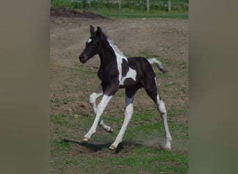 Trakehner, Stallion, 1 year, Pinto