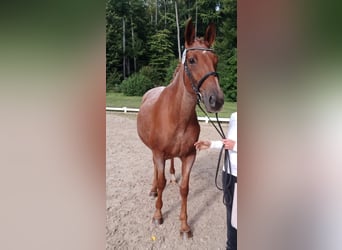 Trakehner, Stallion, 1 year