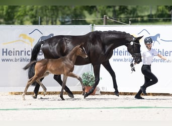 Trakehner, Stallion, 1 year, Smoky-Black