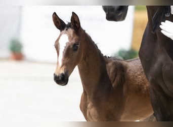 Trakehner, Stallion, 1 year, Smoky-Black
