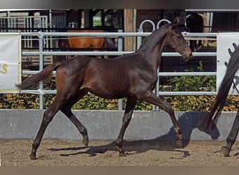 Trakehner, Stallion, 1 year, Smoky-Black