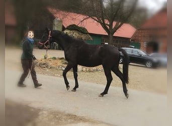 Trakehner, Stallion, 2 years, 15.2 hh, Black