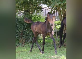 Trakehner, Stallion, 2 years, 16.1 hh, Bay-Dark