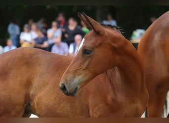 Trakehner, Stallion, 2 years, 16,1 hh, Brown-Light