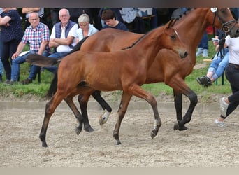 Trakehner, Stallion, 2 years, 16,1 hh, Brown-Light