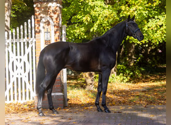 Trakehner, Stallion, 2 years, 16,1 hh, Smoky-Black