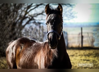 Trakehner, Stallion, 2 years, 16.1 hh, Smoky-Black