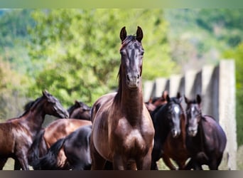 Trakehner, Stallion, 2 years, 16,1 hh, Smoky-Black