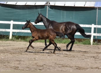 Trakehner, Stallion, 2 years, 16.1 hh, Smoky-Black