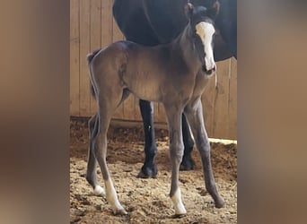 Trakehner, Stallion, 2 years, 16.2 hh, Black