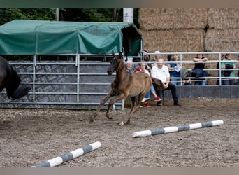 Trakehner, Stallion, 2 years, 16,2 hh, Black