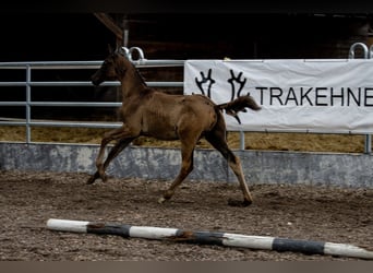 Trakehner, Stallion, 2 years, 16,2 hh, Black