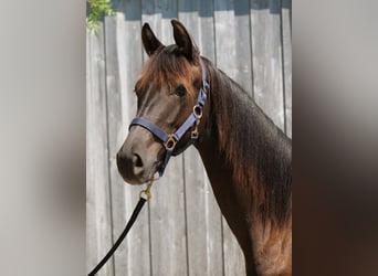 Trakehner, Stallion, 2 years, 16,2 hh, Black