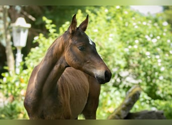 Trakehner, Stallion, 2 years, 16.2 hh, Brown