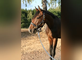 Trakehner, Stallion, 2 years, 16.2 hh, Brown