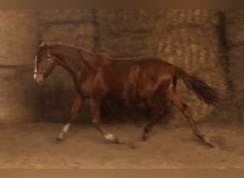 Trakehner, Stallion, 2 years, 16,2 hh, Chestnut-Red