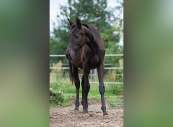 Trakehner, Stallion, 2 years, 16 hh, Black