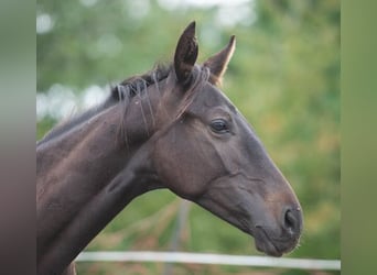 Trakehner, Stallion, 2 years, 16 hh, Black