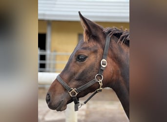 Trakehner, Stallion, 2 years, 16 hh, Brown